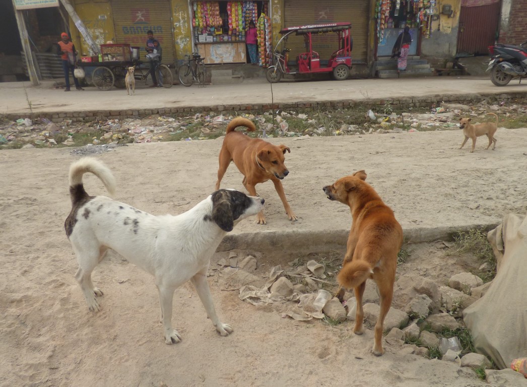 Dog Conflicts in Streets- PAWS Web Sustainability Research Foundation