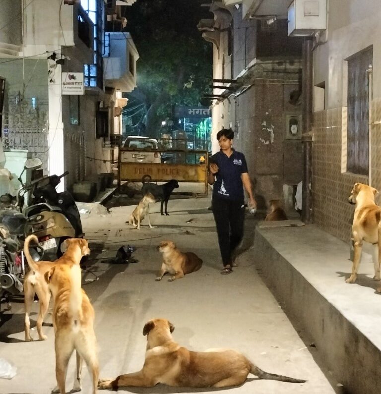 Narrow Street With Humans and Dogs - PAWS Web Sustainability Research Foundation