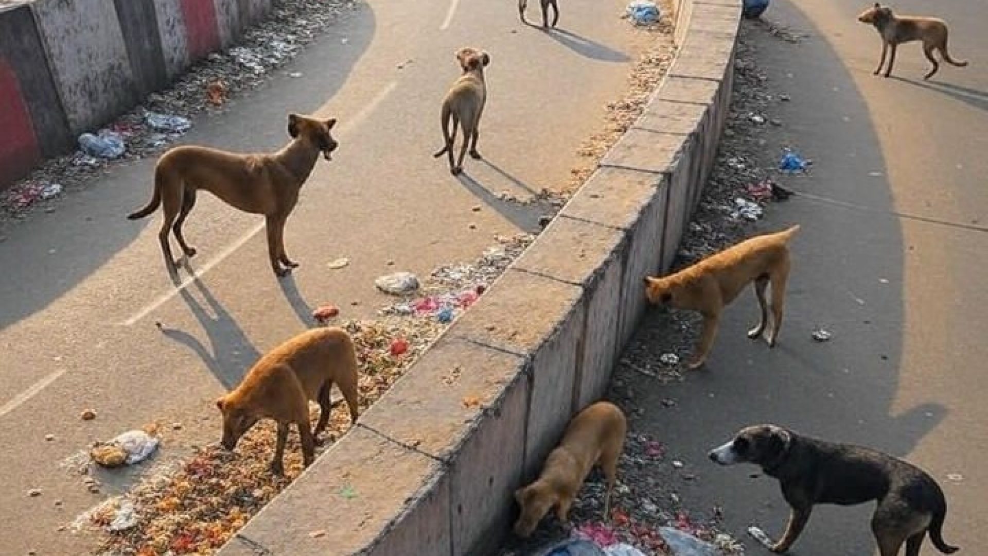 Supreme Court Stray Dogs Directive - Thinkpaws